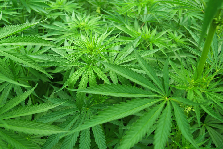 Marihuana Legalization